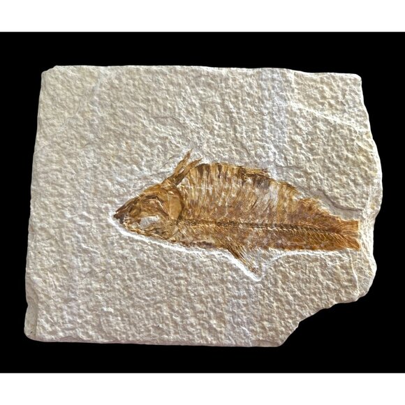 Ancient Fossil Fish On Stone 5 x 4